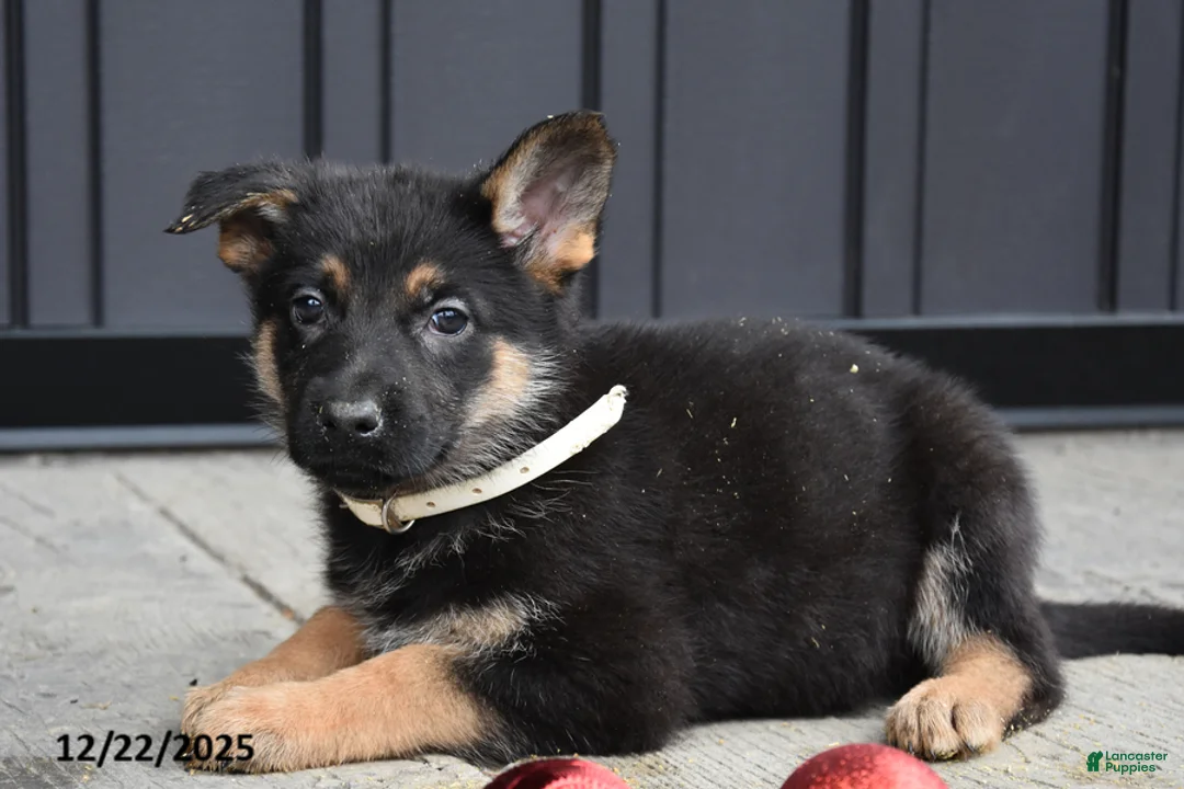 German Shepherd dogs for sale: Leah - Ad 4