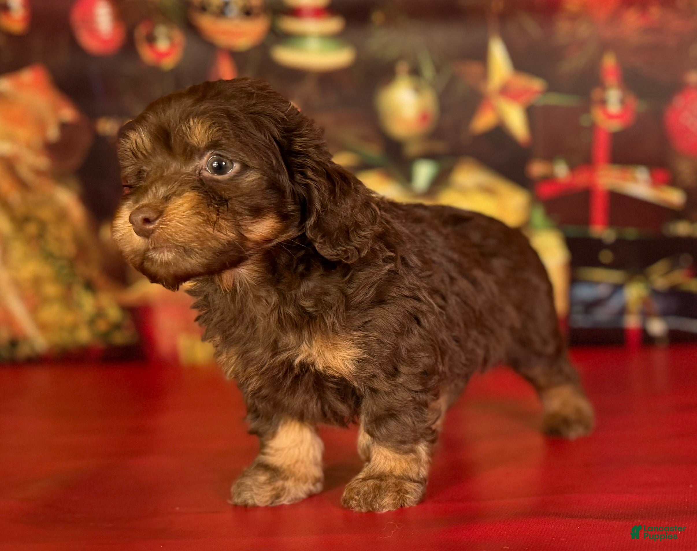 Mixed Breed dogs Queenie - Ad 2