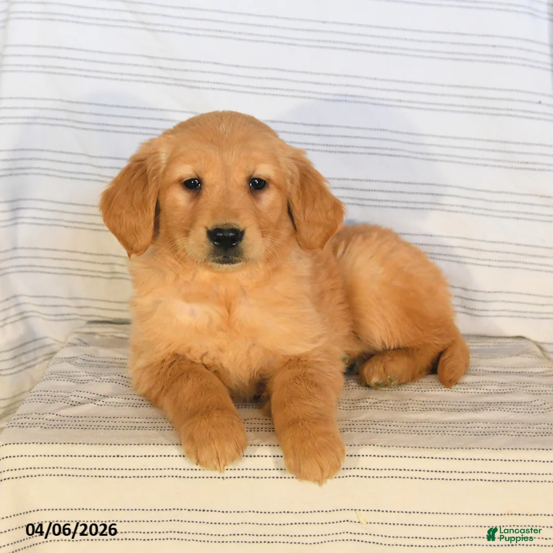 Golden Retriever dogs for sale: Barbie - Ad 3