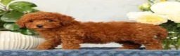 Mini Goldendoodle dogs for sale: Odin - Ad 4