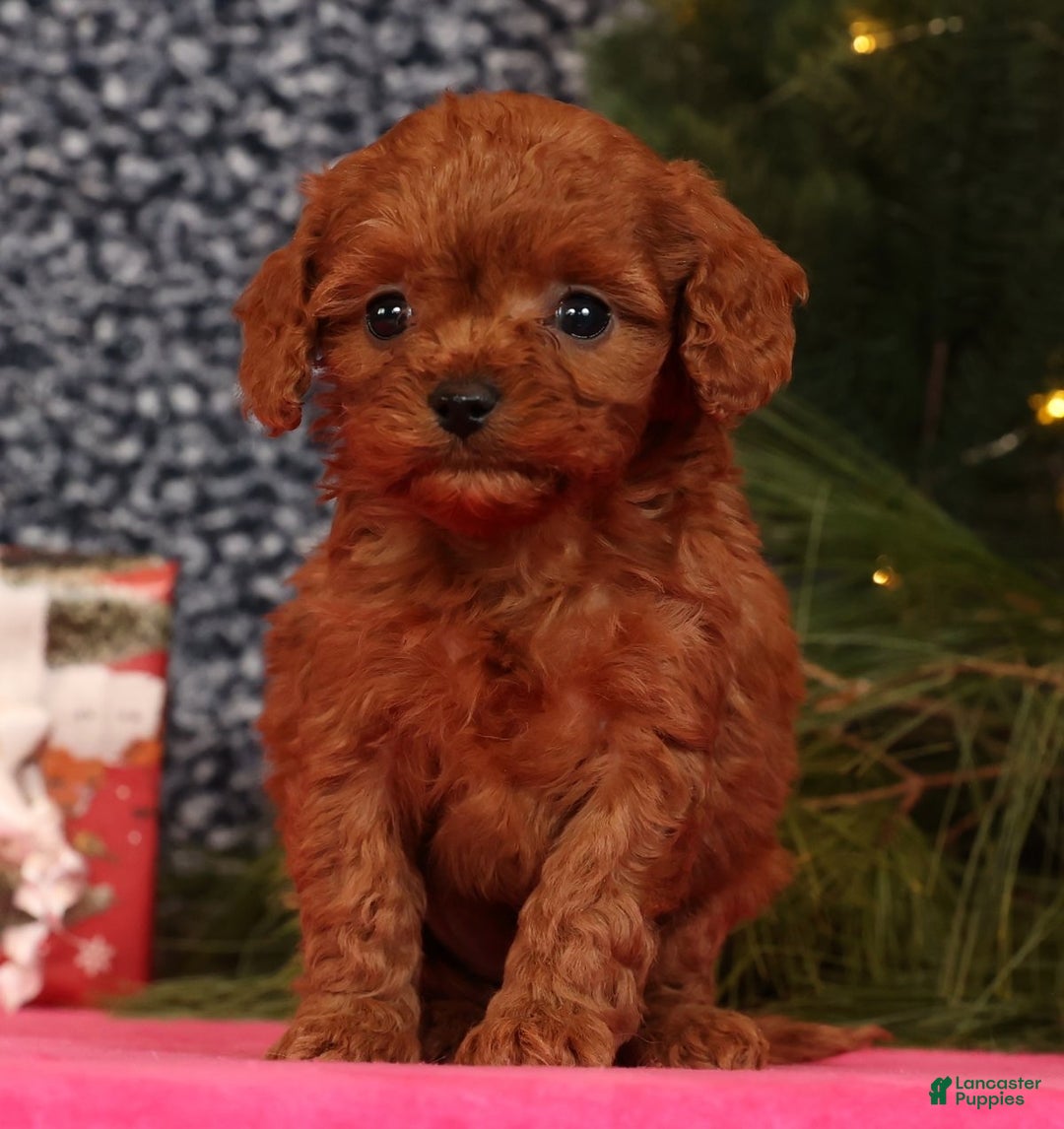 Cavapoo dogs for sale: Lana - Ad 1