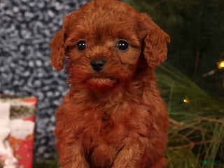 Cavapoo dogs Lana - Ad 9