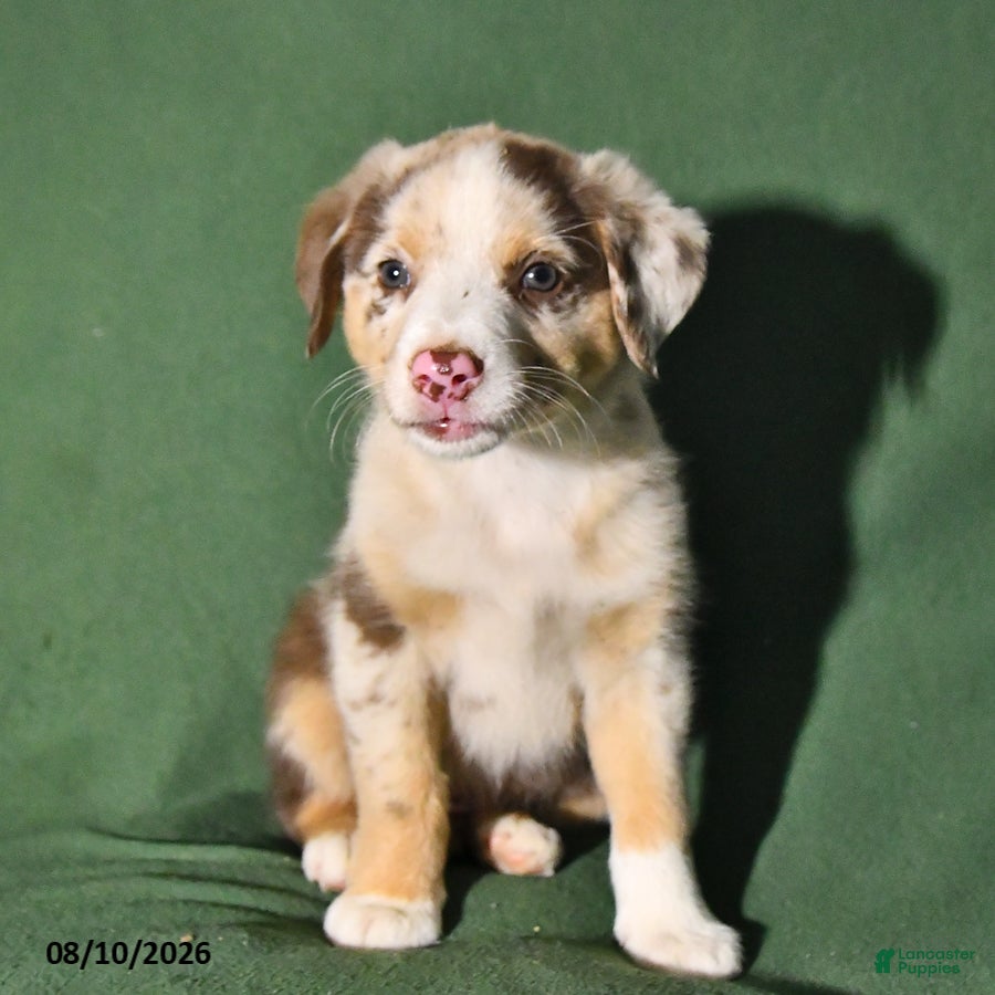 Mixed Breed dogs Bella   - Ad 1
