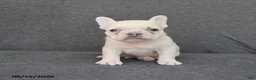 French Bulldog dogs for sale: Noah - Ad 4