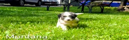 Mini Bernedoodle dogs for sale: Montana - Ad 3