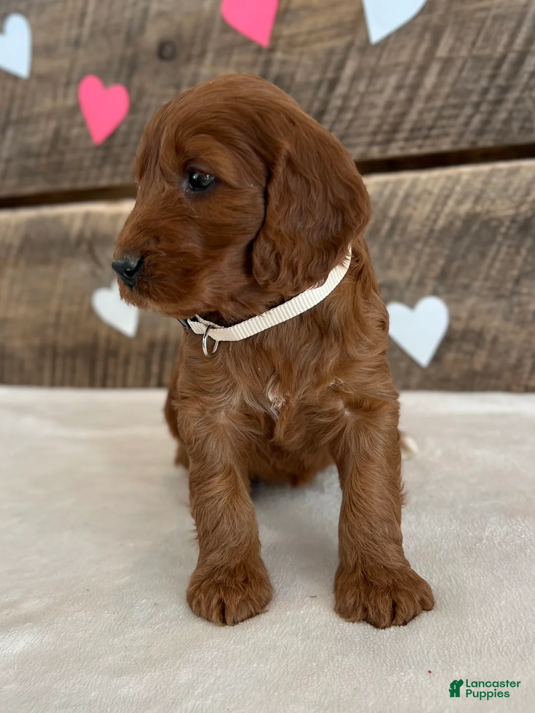 Irish Doodle dogs for sale: Sage - Ad 6