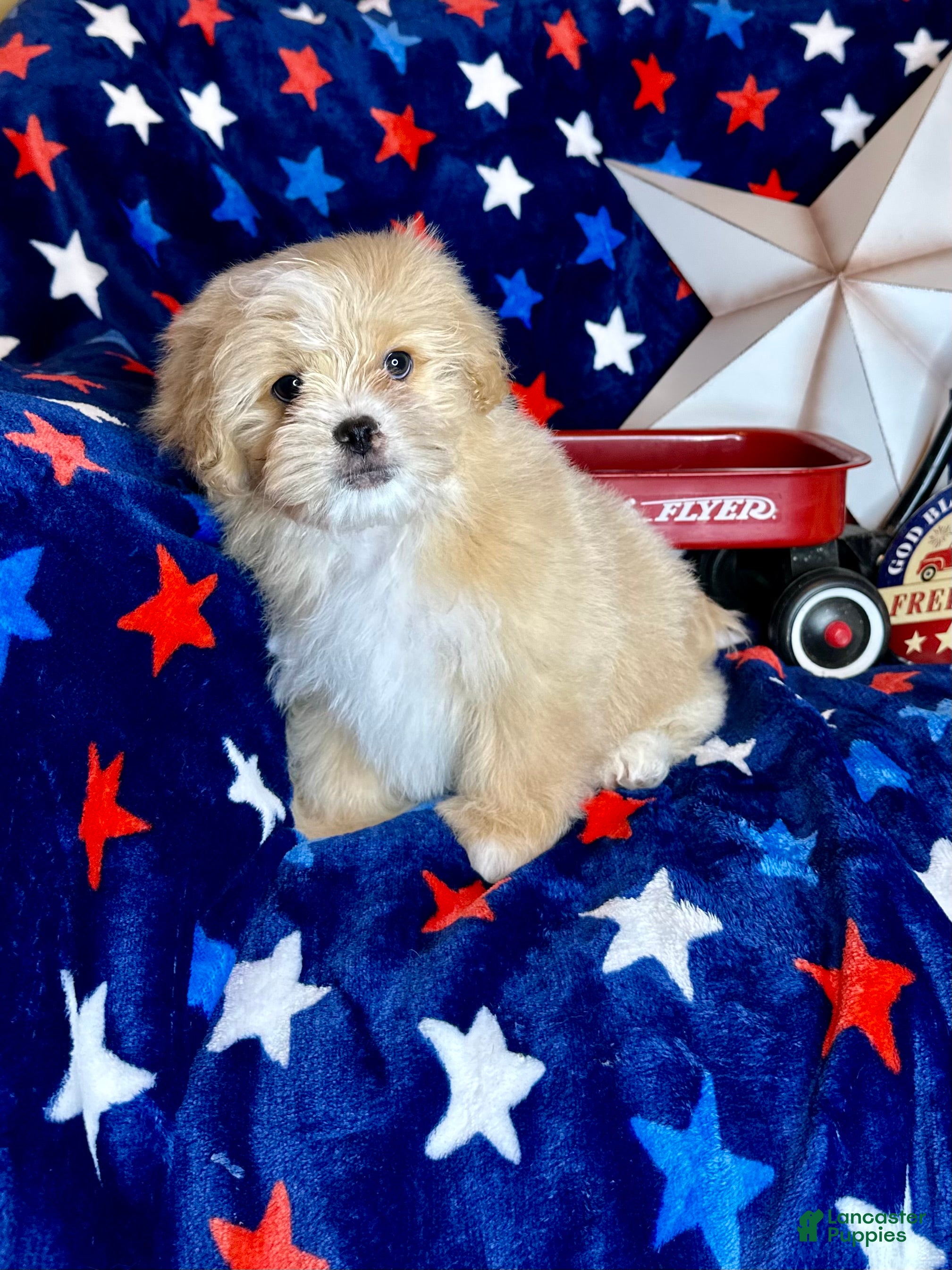 Pekapoo dogs Woody - Ad 1