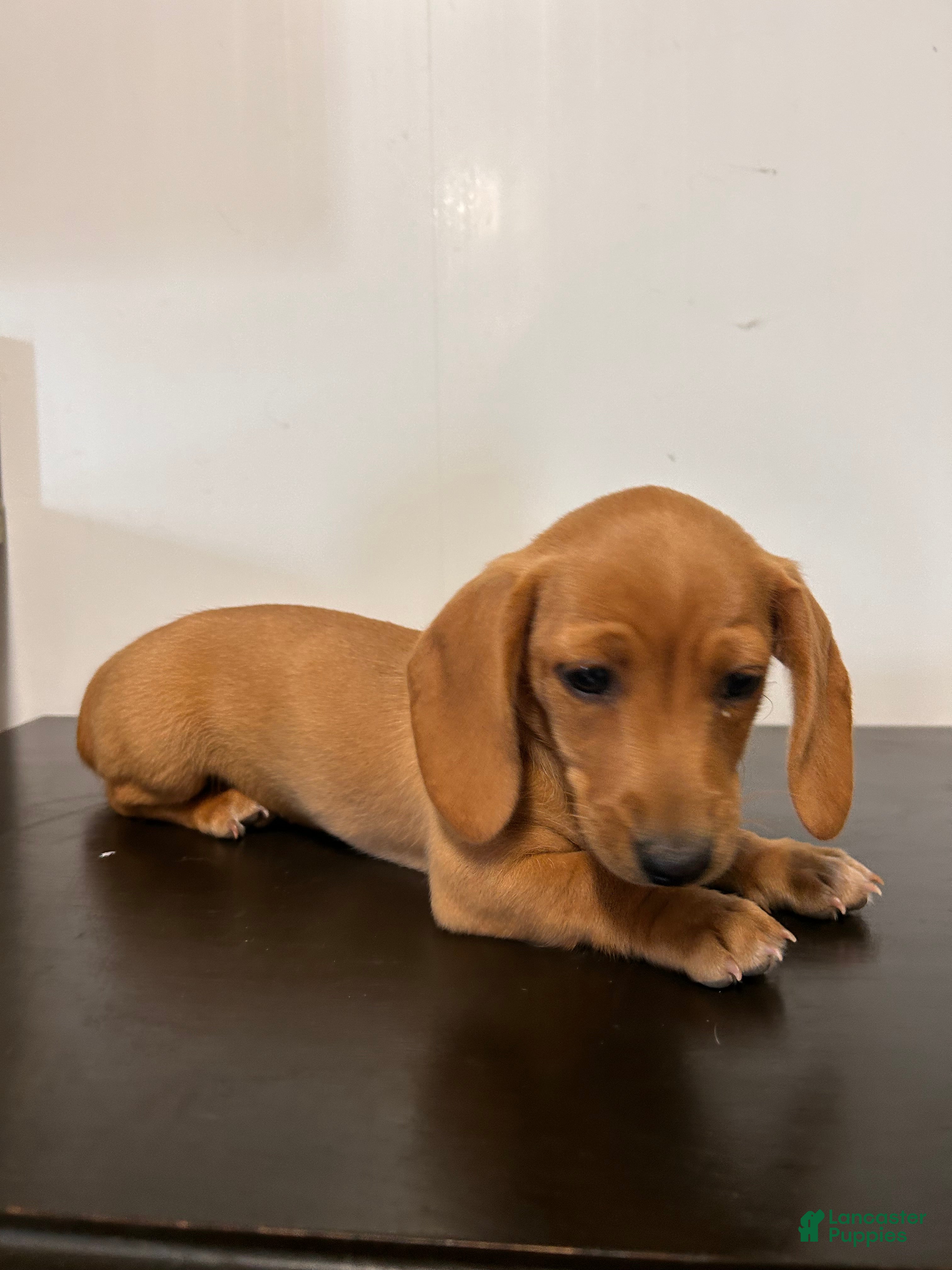 Miniature Dachshund dogs Winnie  - Ad 1