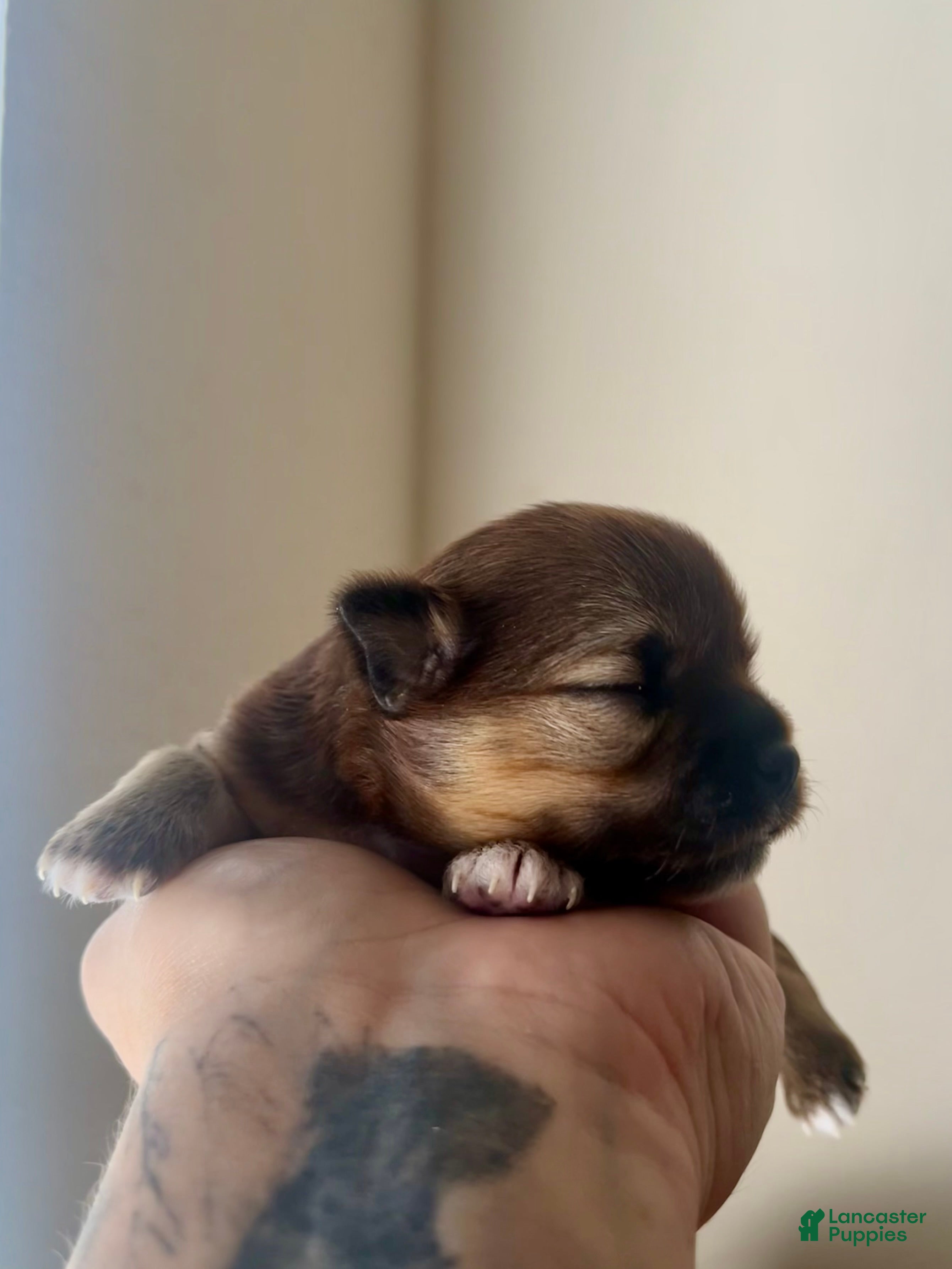Chihuahua dogs Cosmo - Ad 2