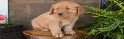 Golden Retriever dogs for sale: Tyson - Ad 3