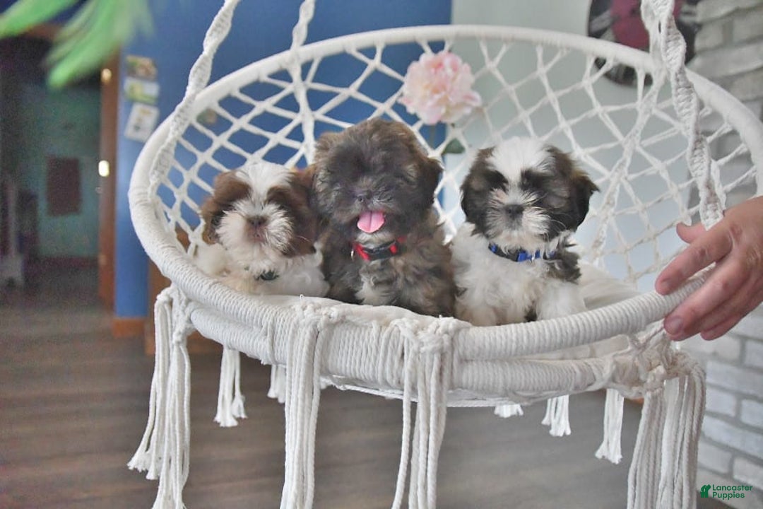 Gallery Image {{count}}