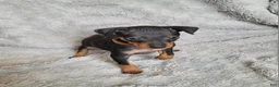 Miniature Pinscher dogs for sale: Paws 🐾  - Ad 3