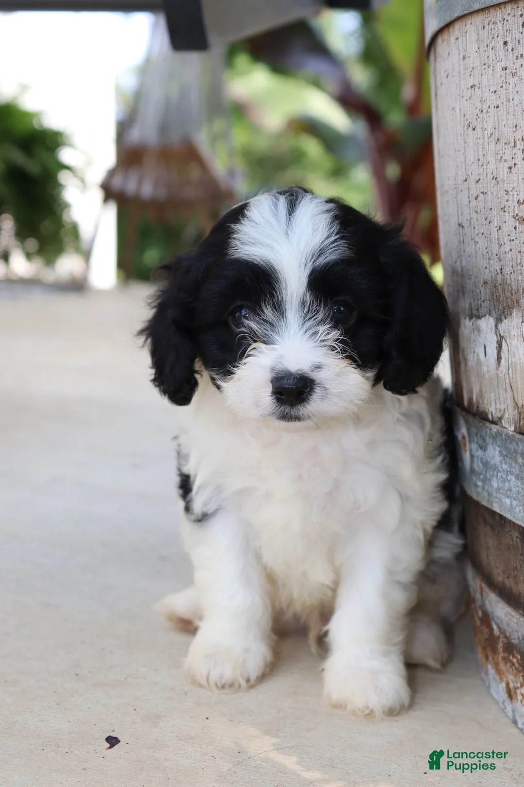 Cavapoo dogs for sale: Jambalaya - Ad 1