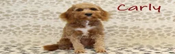 Double Doodle dogs for sale: Jack - Ad 5