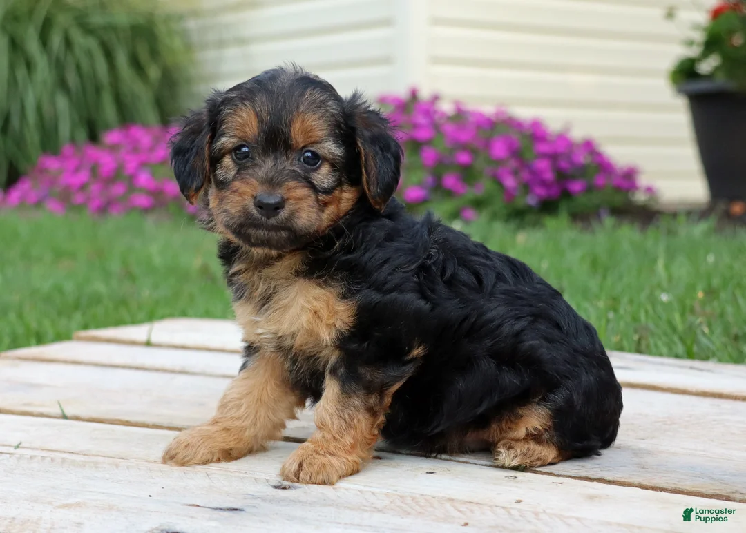 Yorkiepoo dogs for sale: Cookie - Ad 1