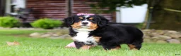 Bernese Mountain Dog dogs for sale: Suzie - Ad 9