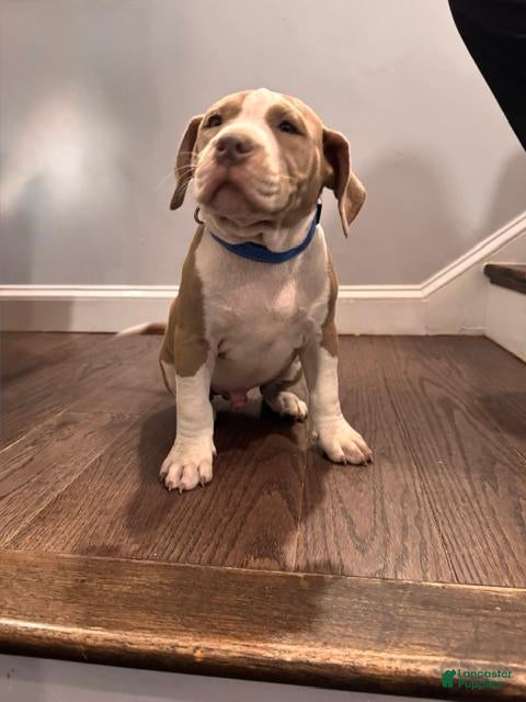 American Bully dogs for sale: Blue - Ad 3