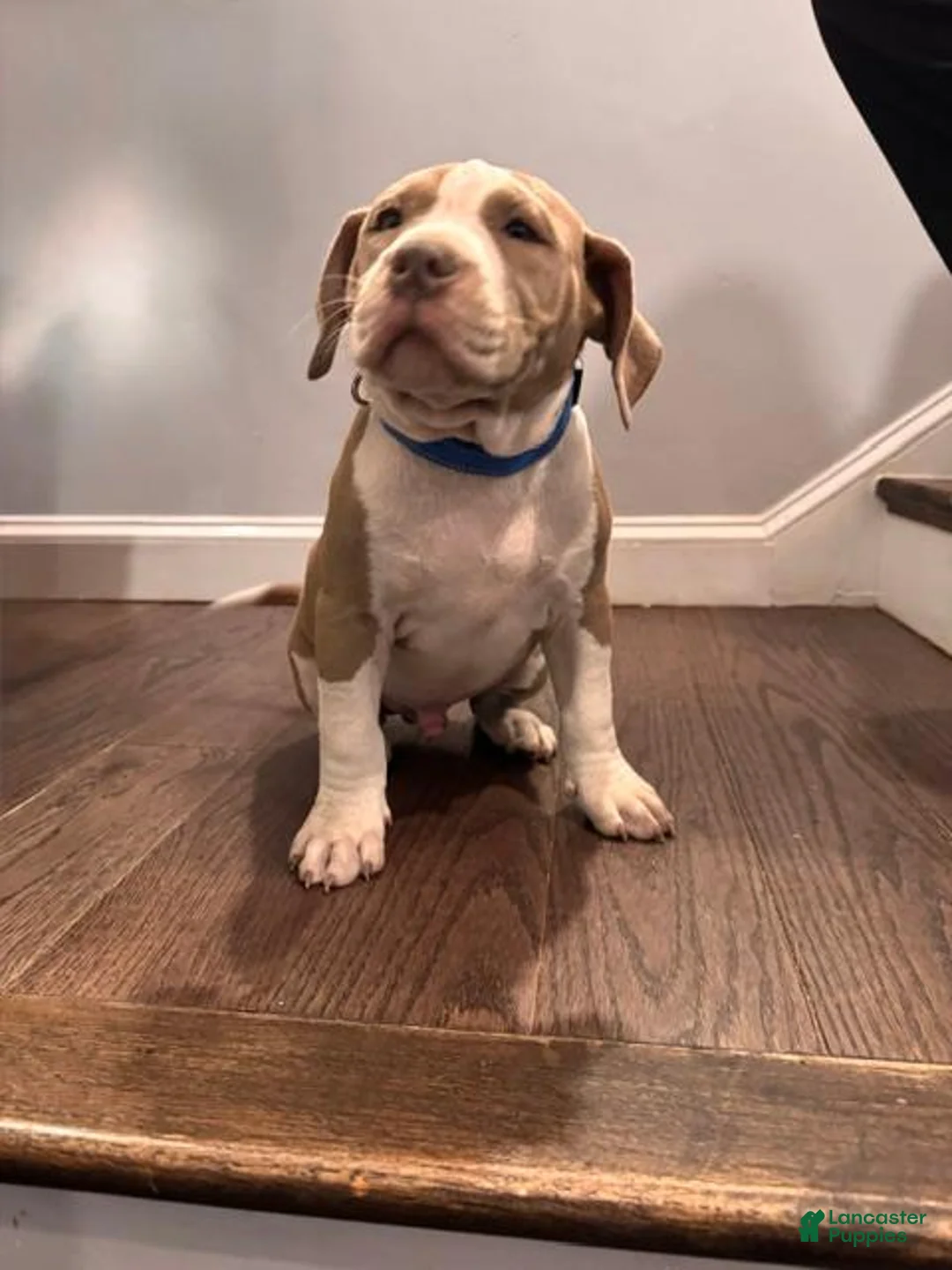American Bully dogs for sale: Blue - Ad 1