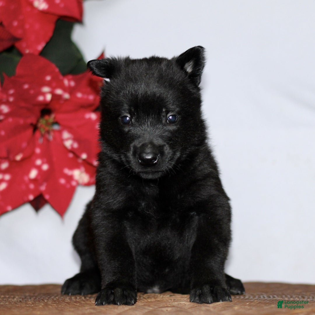 Belgian Malinois dogs for sale: Asher - Ad 1