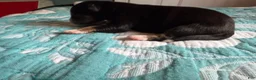 Australian Shepherd dogs for sale: Odessa  - Ad 3