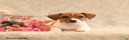 Jack Russell Terrier dogs for sale: Ruby - Ad 3
