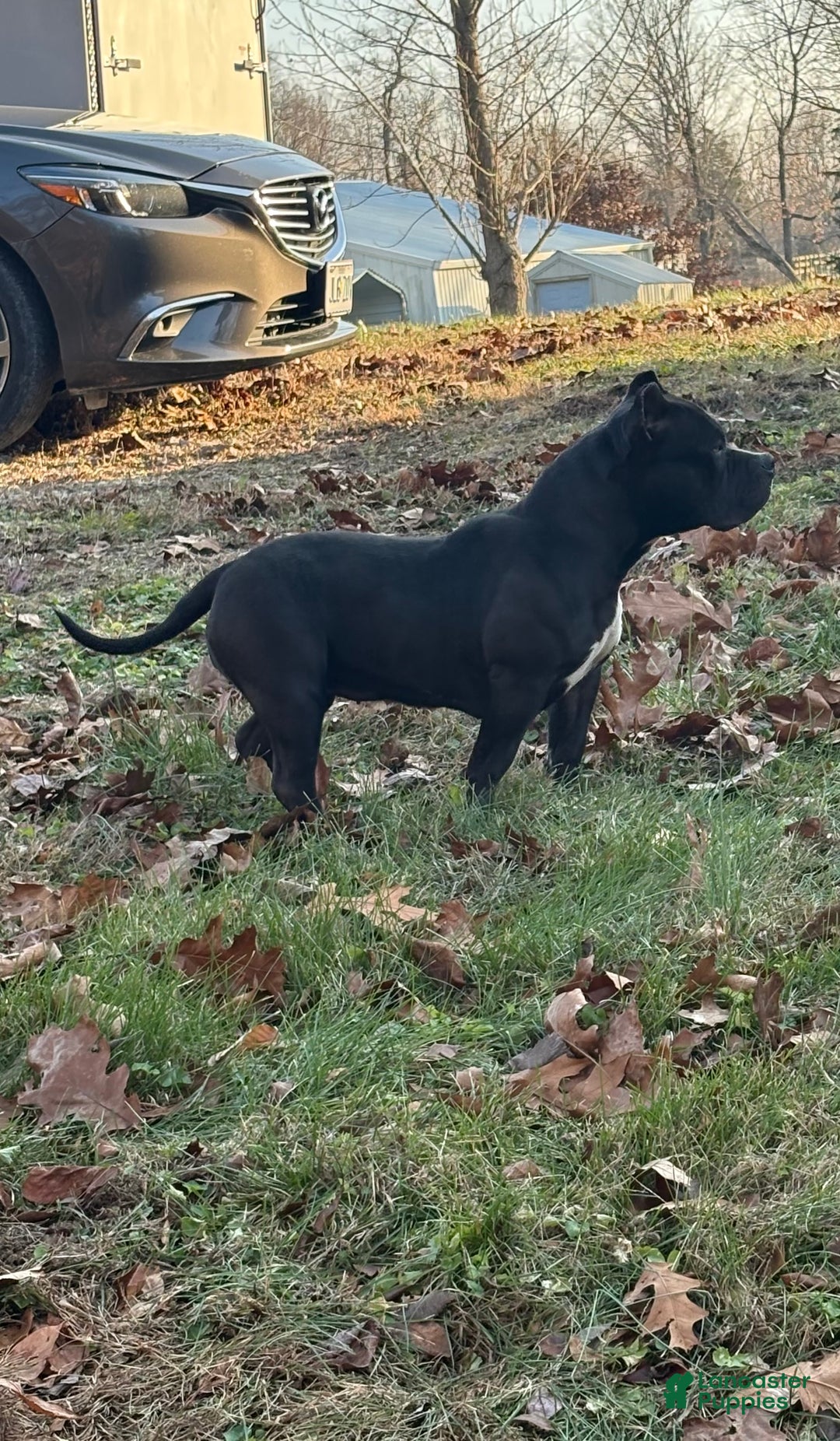 American Bully dogs for sale: Bella - Ad 6