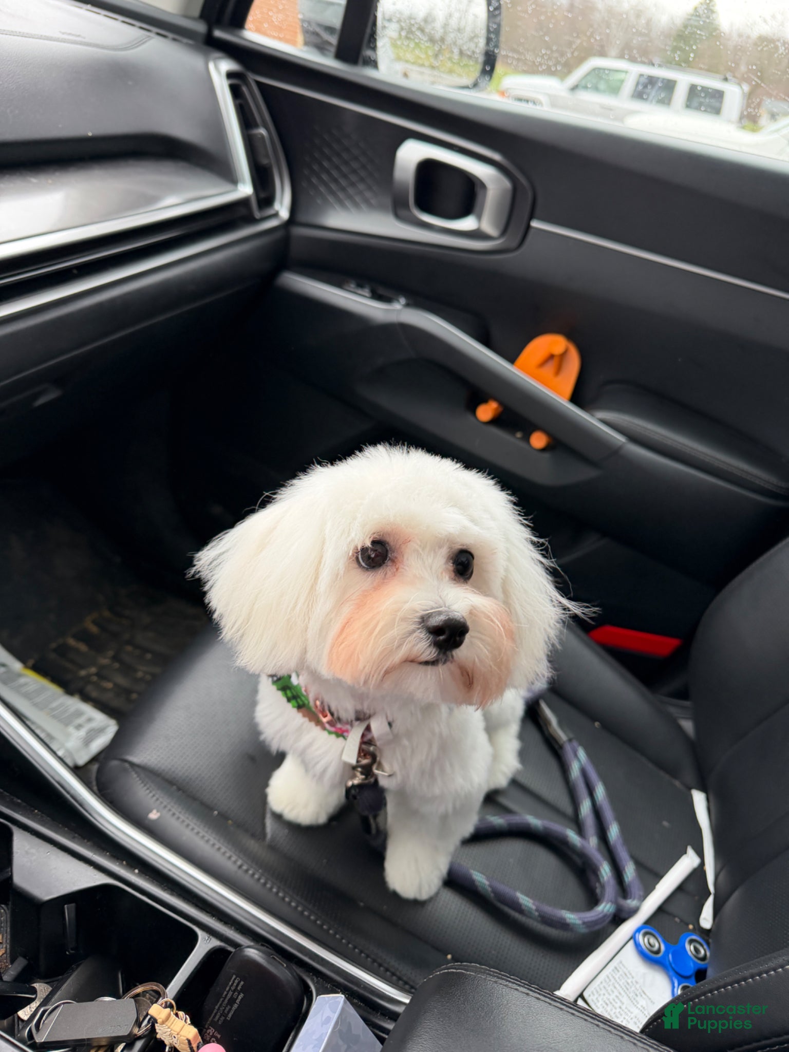 Maltese dogs Maltese Puppy 1 - Ad 31