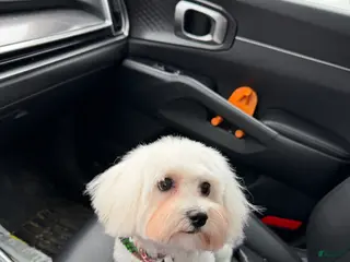 Maltese dogs Maltese Puppy 1 - Ad 31