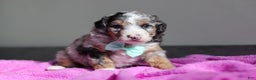 Mini Bernedoodle dogs for sale: Jordon - Ad 4