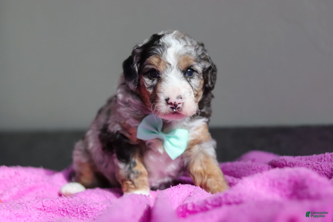 Mini Bernedoodle dogs for sale: Jordon - Ad 4