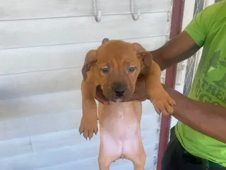 American Pit Bull Terrier dogs Sassy - Ad 8
