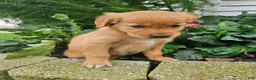 Golden Retriever dogs for sale: Jackie - Ad 5