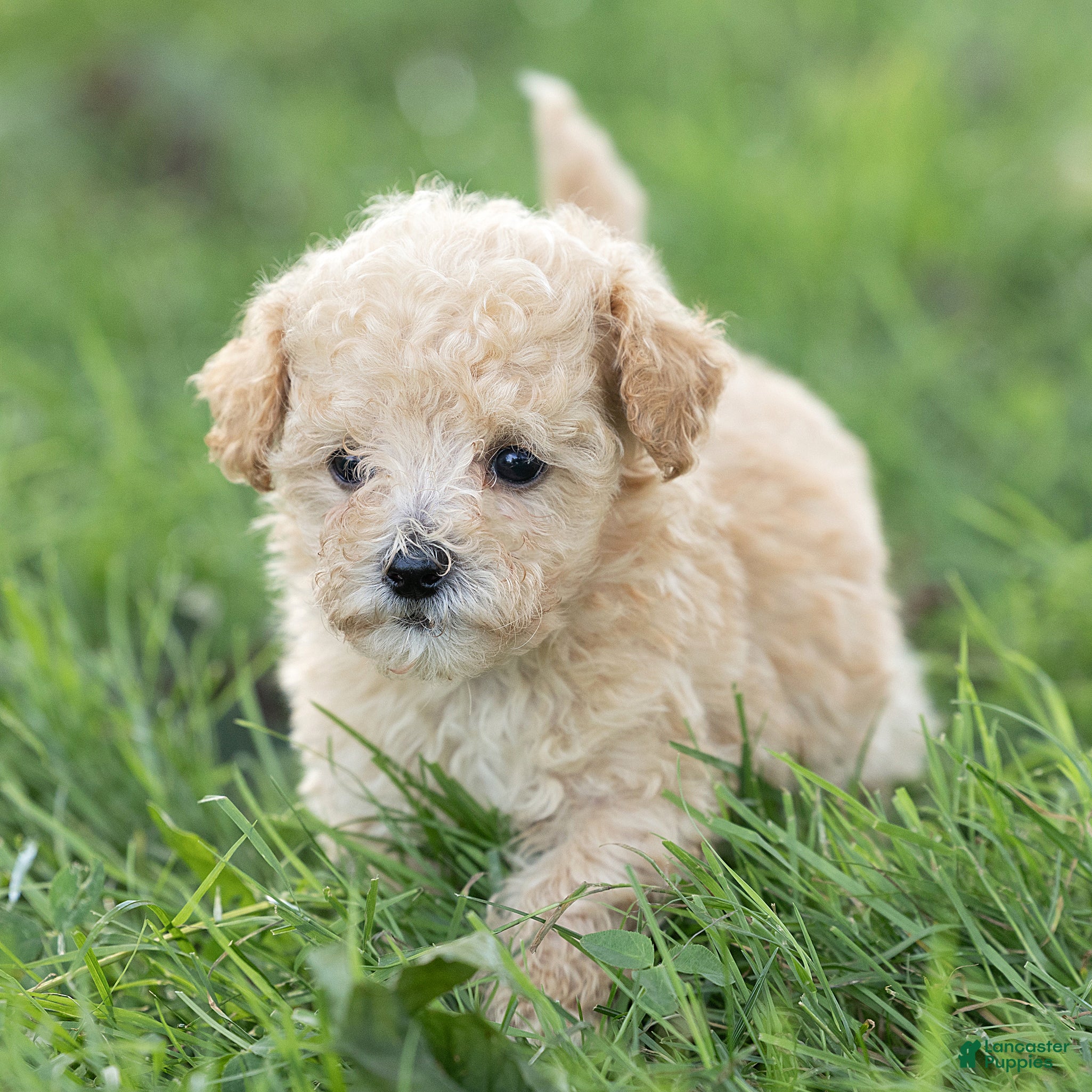 Maltipoo dogs Teddy Maltipoo  - Ad 2