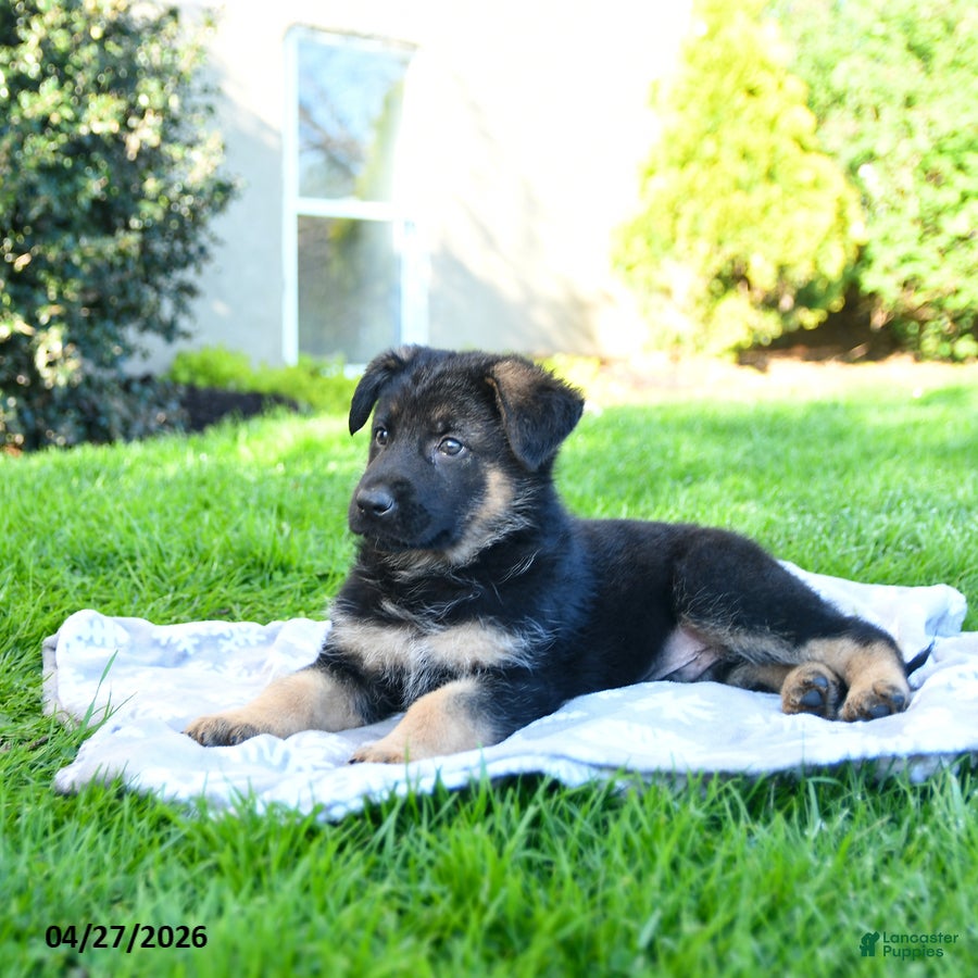 German Shepherd dogs Lazer - Ad 2