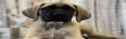 English Mastiff dogs for sale: English Mastiff 2 - Ad 4