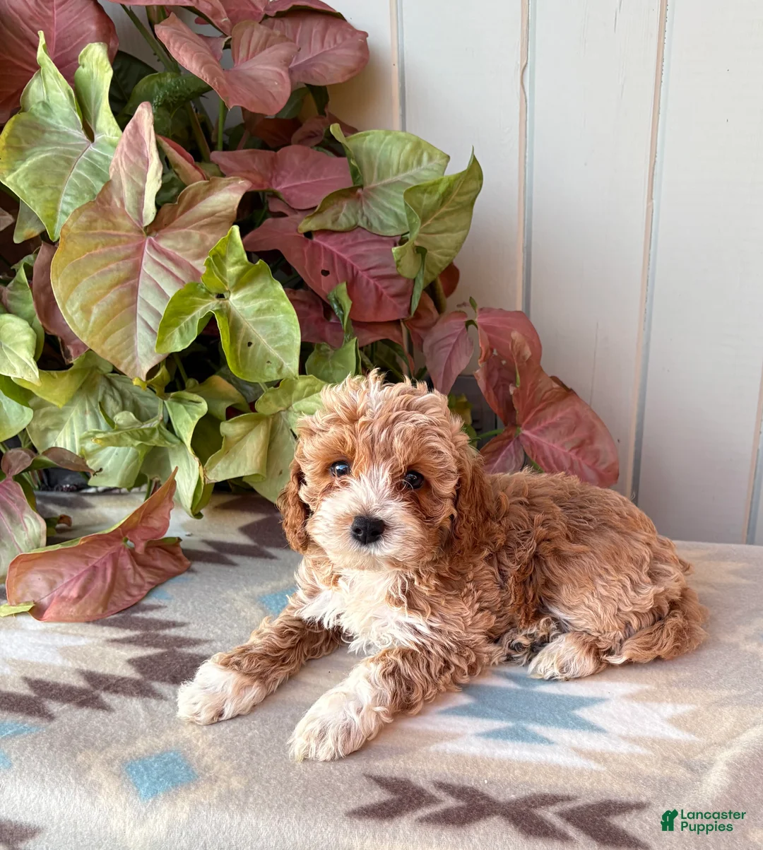Cockapoo dogs for sale: Daisy  - Ad 5