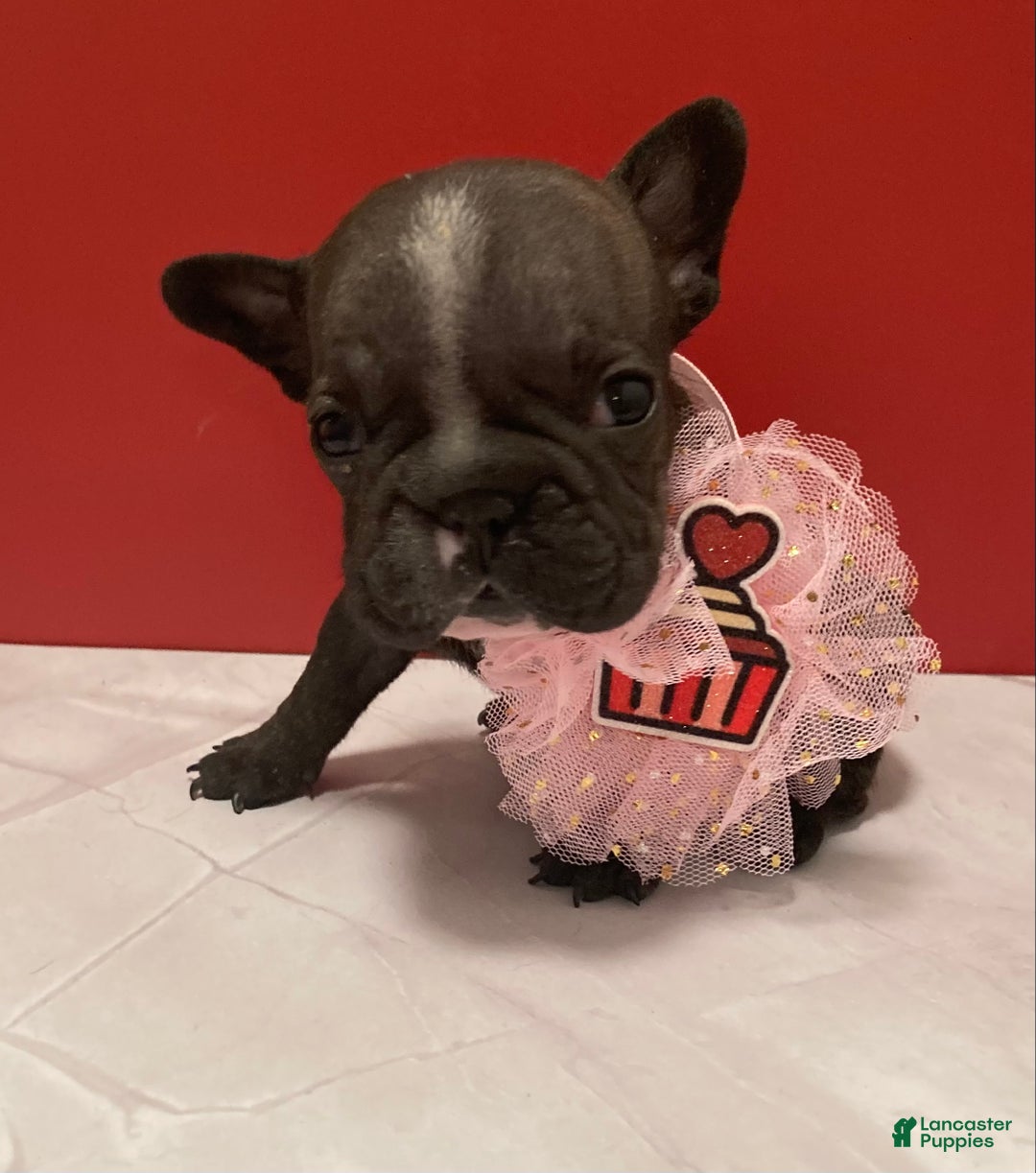 French Bulldog dogs for sale: Jewels - Ad 2