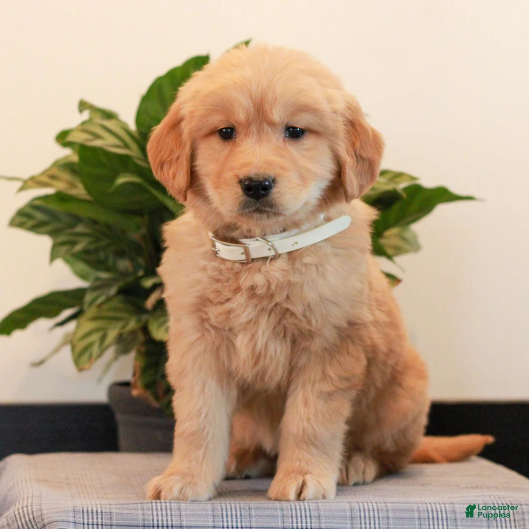 Golden Retriever dogs for sale: Jaydon  - Ad 1