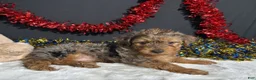 Yorkiepoo dogs for sale: Rocky - Ad 5
