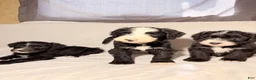 Sheepadoodle dogs for sale: Sheepadoodle Puppy 3 - Ad 7
