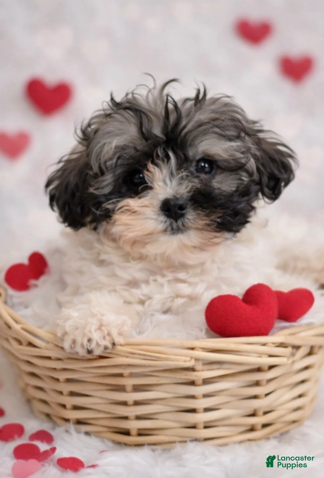 Shihpoo dogs for sale: Kissses - Ad 4