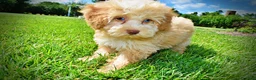 Havapoo dogs for sale: Gracie - Ad 9