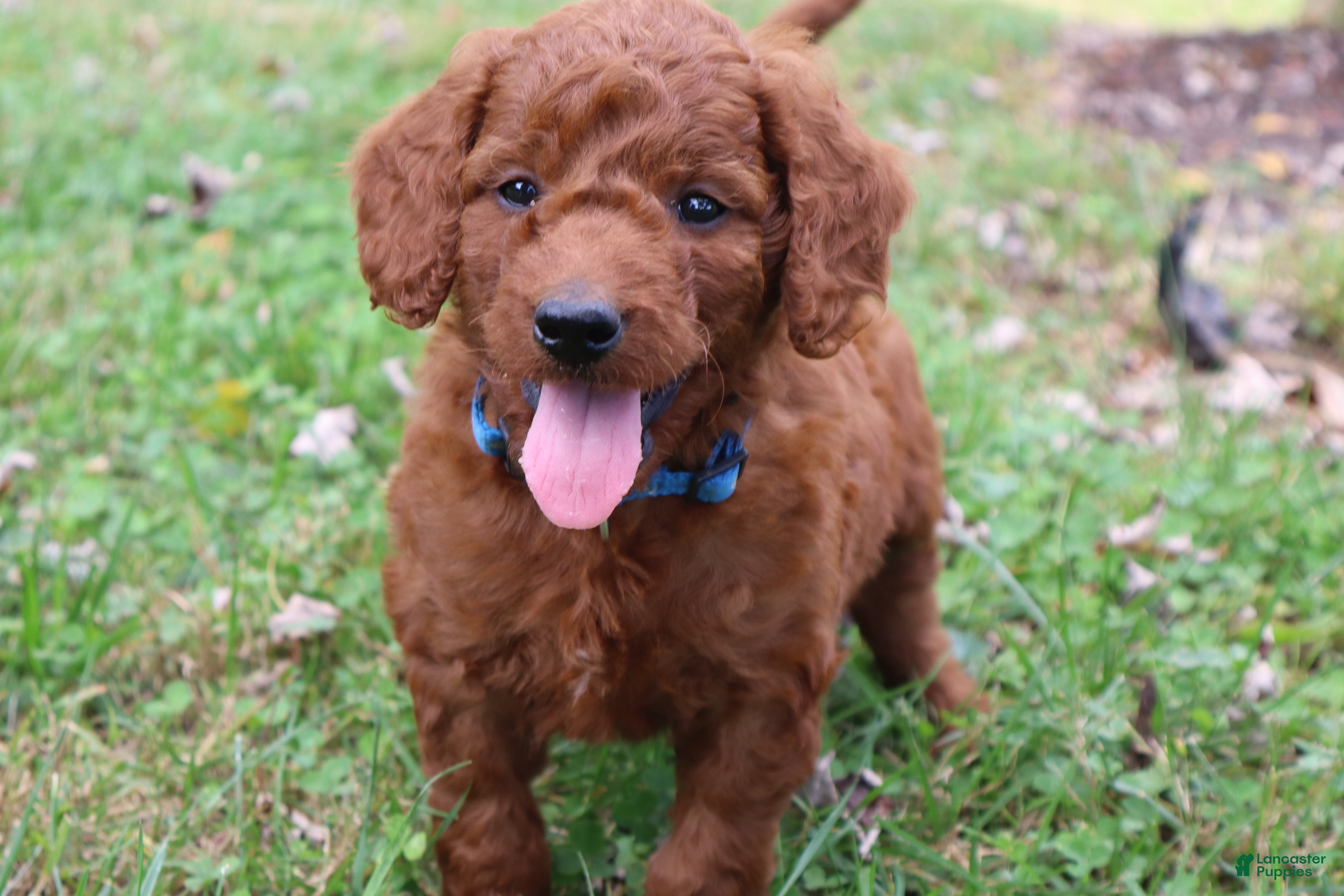 Mini Goldendoodle dogs Chocolate  - Ad 2