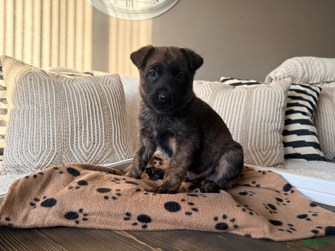 Mixed Breed dogs for sale: Mixed Breed Puppy 5 - Ad 2