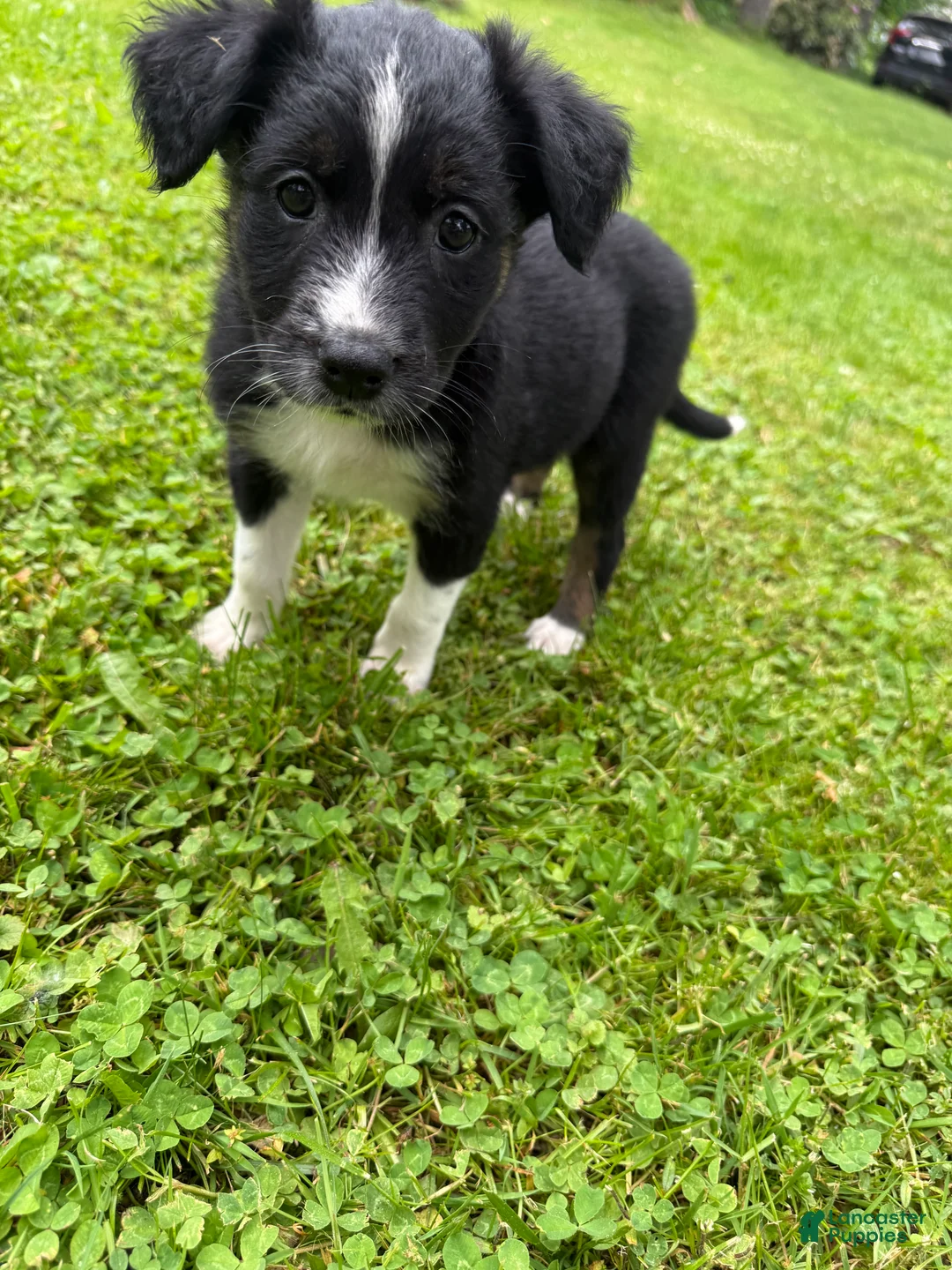Australian Shepherd dogs for sale: Puppy 3 - Ad 2