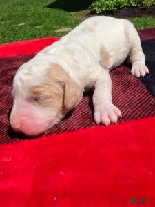 Standard Poodle dogs Diesel - Ad 2
