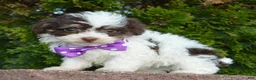 Mini Bernedoodle dogs for sale: Mini Buffy - Ad 11