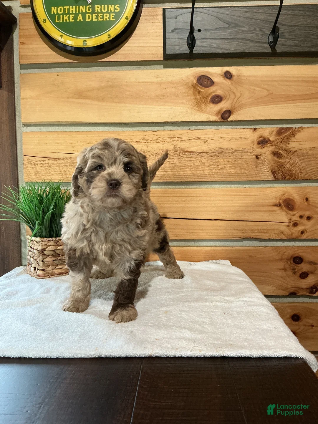 Mini Goldendoodle dogs for sale: Maddie  - Ad 1