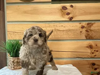 Mini Goldendoodle dogs for sale: Maddie - Ad 2