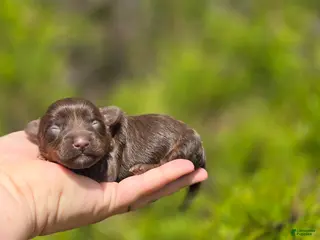 Maltipoo dogs Lucky - Ad 40